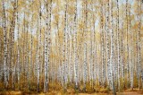 Tablou Canvas, "Pădurea de mesteceni &icirc;n toamnă", Pădure, Mesteceni, Toamnă, Galben, Trunchiuri, Frunziș, Natură, Liniște, Peisaj, Vreme., 39 x 26 cm,