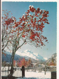 AT3 -Carte Postala-AUSTRIA- Bei Silvaplana im Oberengadin , necirculata, Fotografie