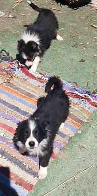 Border Collie foto