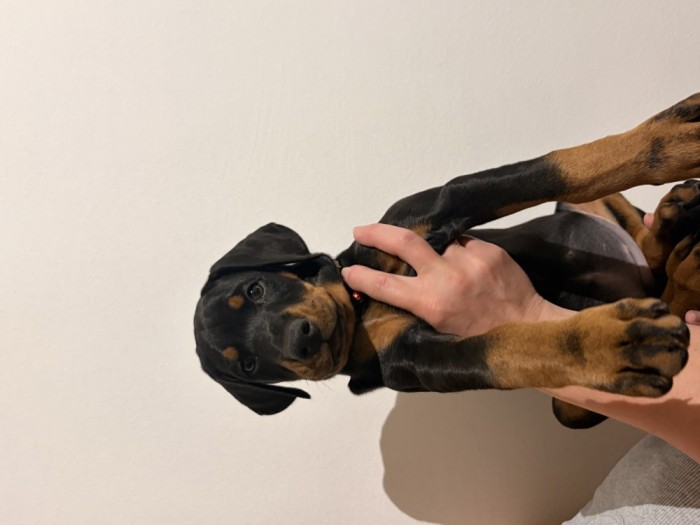 Pui Dobermann