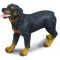 Rottweiler - Collecta