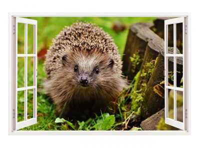 Sticker decorativ, Fereastra 3D, Arici, 85 cm, 298STK foto