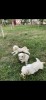 Catei bichon maltez