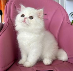 Pisoiaș alb, de elita, Scottish Straight Longhair - cu Pedigree