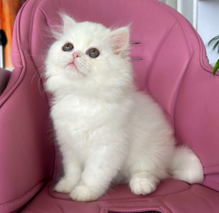 Pisoiaș alb, de elita, Scottish Straight Longhair - cu Pedigree
