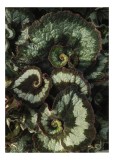 Tablou Canvas, "Frunzele spiralei naturale verzi și bordo", Frunze, Spirale, Verzi, Texturate, Marginite, Naturale, Vibrante, Detaliate, 26 x 39 cm, C