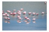 Tablou Canvas Flamingo pe Apă cu Reflecție și Roz, 39 x 26 cm, CMCLASS