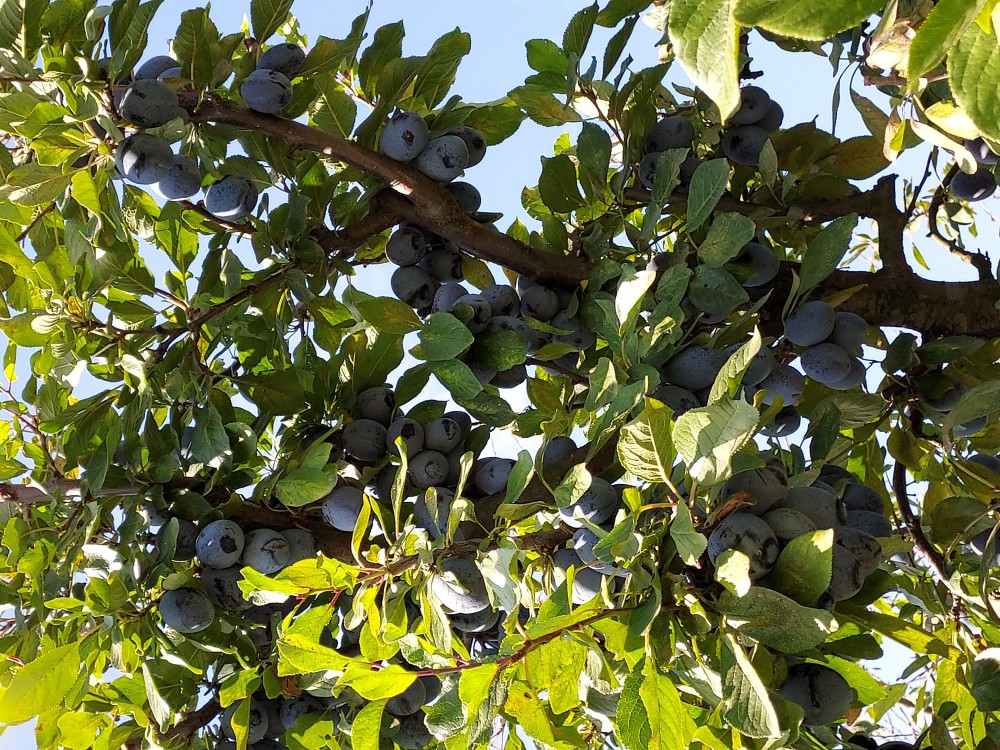 Tuica/rachiu/palinca de prune sau de mere calitate exceptionala ...