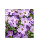 Clematis Morning Sky, Ghiveci 1 litru, Oem