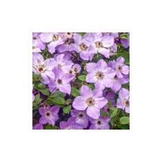 Clematis Morning Sky, Ghiveci 1 litru