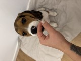 Cățelușa Beagle de vanzare, Pedigree
