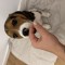 Cățelușa Beagle de vanzare
