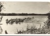 CPIB 17443 CARTE POSTALA - PELICANI IN DELTA DUNARII, Circulata, Fotografie