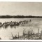 CPIB 17443 CARTE POSTALA - PELICANI IN DELTA DUNARII
