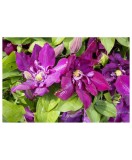 Planta Clematis Lech Kaczyński P9, ghiveci 9cm, Oem