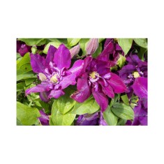 Planta Clematis Lech Kaczyński P9, ghiveci 9cm