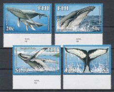 FIJI 2008 FAUNA MARINA MAMIFERE BALENE foto