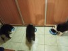 Ciobanesc Australian de vanzare, Pedigree