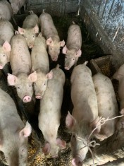 V&acirc;nd purcei crescuți cu furaje naturale