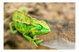 Tablou Canvas, "Cameleon curios pe o lamă strălucitoare", Verde, Solzi, Ochii, Ghimpi, Lateral, Prag, Cameleon, Contrast., 39 x 26 cm, CMCLASS