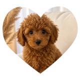 Poodle toy femela, Top Dog