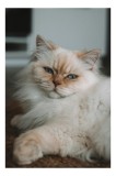 Tablou Canvas, "Privirea regală a motanului pufos", Pisică, Blană, Albastru, Ochi, Odihnă, Drăgălaș, Fluffy, Relaxare, Calm, Fotogenică, 26 x 39 cm, C