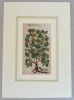 John Gerard &quot;Capparis folio acuto&quot; xilogravura 1597, Flori, Cerneala, Altul