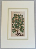 John Gerard &quot;Capparis folio acuto&quot; xilogravura 1597, Flori, Cerneala, Altul