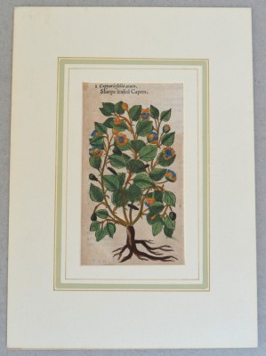 John Gerard &amp;quot;Capparis folio acuto&amp;quot; xilogravura 1597 foto