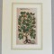 John Gerard &quot;Capparis folio acuto&quot; xilogravura 1597