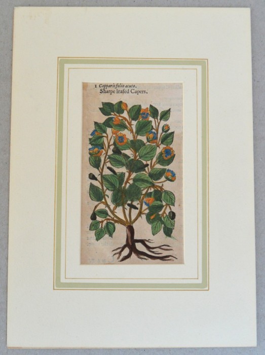 John Gerard &quot;Capparis folio acuto&quot; xilogravura 1597