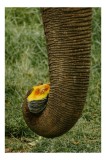 Tablou Canvas, "Trunchiul de elefant cu gust de dovleac", I don't know who this is., 26 x 39 cm, CMCLASS