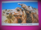 HOPCT 6671 CAMILE-SALUTARI DIN TUNISIA -AFRICA-NECIRCULATA, Printata