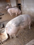 Porc de v&acirc;nzare 140-150 kg și purcea de 180 kg