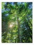 Tablou Canvas, "Lumina soarelui printre copaci verzi", Verde, Pădure, Luminiș, Razele, Copac, Natură, Vitalitate, Umbre, Măreție, Serenitate, 26 x 39