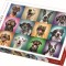 PUZZLE TREFL 1000 PORTRET CATELUSI SIMPATICI
