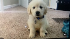 Vand pui Golden Retriever foto
