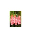 Bulb, Gladiole, Princess lee, Calibru 14/16