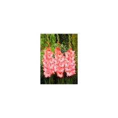 Bulb, Gladiole, Princess lee, Calibru 14/16