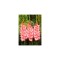 Bulb, Gladiole, Princess lee, Calibru 14/16