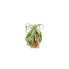 Planta aeriană Tillandsia Streptophylla - Medie