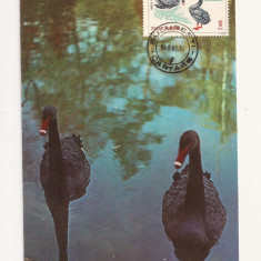 CA9 -Carte Postala- Gradina Zoo Bucuresti, Lebada Neagra ,circulata 1983