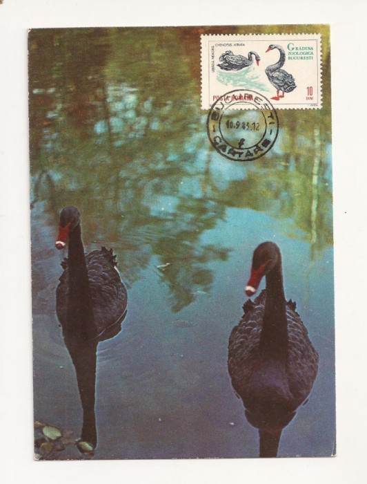 CA9 -Carte Postala- Gradina Zoo Bucuresti, Lebada Neagra ,circulata 1983