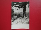 CARTE POSTALA - RPR - MUNTII BUCEGI - VEDERE DIN POIANA IZVOARELOR