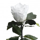 Trandafir Criogenat xl alb &Oslash;6,5cm in cupola de sticla