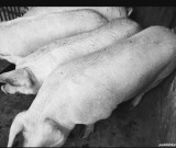 Porci de carne pentru Crăciun