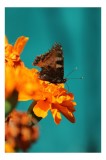 Tablou Canvas, "Fluture pe floare de galbenele", Fluture, Floare, Portocaliu, Aripi, Natura, Contrast, Detaliu, Fragilitate, 26 x 39 cm, CMCLASS