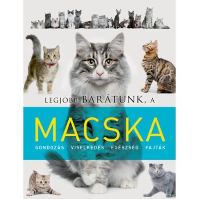 Legjobb bar&amp;aacute;tunk, a macska foto