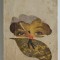 Thomas Hardy - Departe de lumea dezlantuita