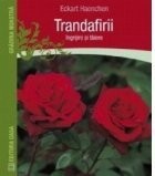 Trandafirii: ingrijire si taiere